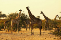 Lightning Kills 2 Giraffes at Park in Florida