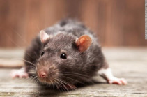 Rat infestation plagues New Zealand town