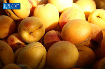 Apricot harvest to be 50% less this year: expert blames ministry of agricultural for inactivity