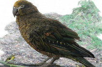 Ancient parrot in New Zealand was 1m tall, study says