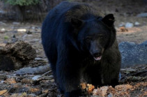 Bear breaks into house and smashes wall to leave