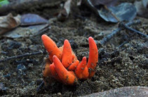 Poison fire coral: Deadly Asian fungus detected in Australia