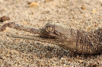 New hope for one of world's most endangered reptiles