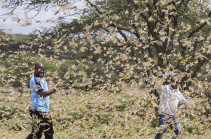 Locusts: UN calls for international help in East Africa