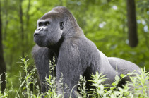 Killer of Rafiki, Uganda's rare silverback mountain gorilla, jailed