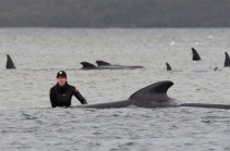 Australia whales: 90 dead in mass stranding off Tasmania