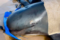 Pilot whales Tasmania: Almost 400 die in Australia's worst stranding