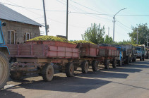 Տիգրան Խաչատրյանն Արարատի մարզում հետևել է խաղողի մթերման գործընթացին. ձեռնարկվում են քայլեր առկա խնդիրների կարգավորման ուղղությամբ