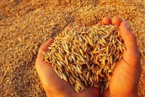 “Wheat importers can agree with Russia”