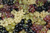 Armenia expects rich grape harvest this year