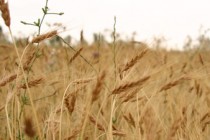 Armenia’s Seed Development Program kicked off