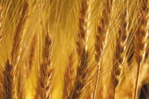 Ukraine to become Georgia’s main wheat supplier 