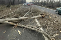 Երևան-Սևան ավտոճանապարհին ծառը տապալվել է՝ վնասելով ավտոմեքենաներ