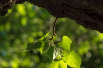 «Ֆազի»՝ Սերգեյ Գրիգորյանի ընկերները ծառեր են տնկել նրա հիշատակին