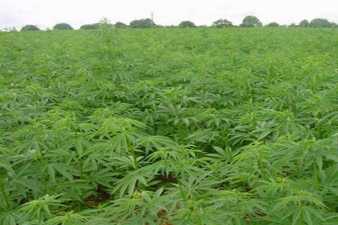 Soldiers find Mexico's biggest marijuana plantation