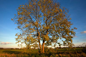 Most UK ash trees will be diseased within 10 years