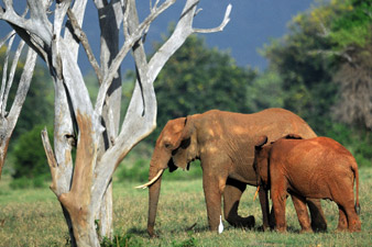 Kenya hunts ivory poachers after elephant family killed