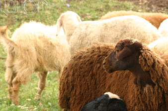 Armenia plans to export sheep to Iraq 