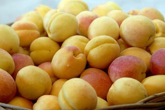 Armavir farmers protest low purchase prices of apricots 