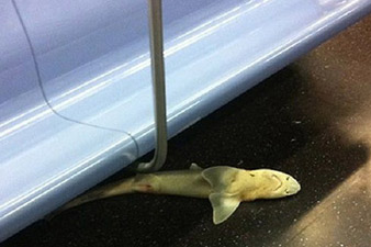 Shark found on New York subway car