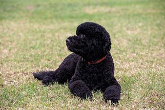 First photo released of Obamas’ new puppy, Sunny 