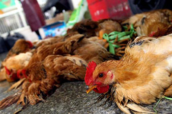 Bird flu detected on Italian farm