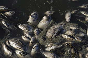 Tons of fish die in lake Near Rio's Olympic park