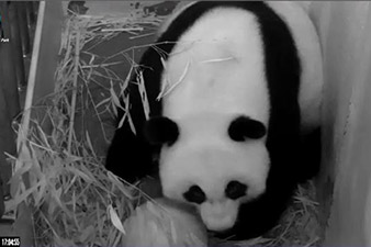 Giant panda Mei Xiang gives birth to stillborn 2nd cub