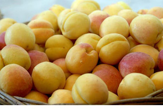 Apricot exports grow by 84% compared with last year 