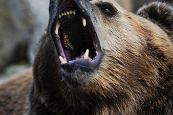 Siberian man armed only with knife kills bear