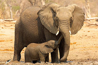 Elephants 'understand human gesture'