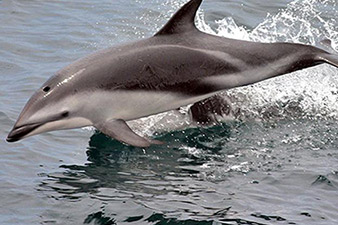 Dolphins killed for shark bait in Peru