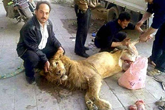 Starving Syrians 'forced to eat lion from Damascus zoo'