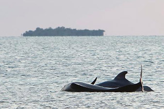 Beached whales dead in Florida