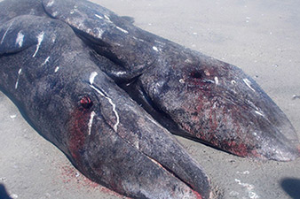 Two-headed whale found in Mexico: is Fukushima radiation responsible?