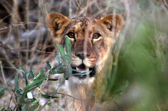 Lions 'facing extinction in West Africa'