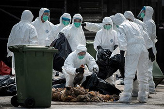 H7N9 bird flu virus: Hong Kong culls 20,000 chickens