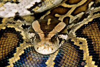 House found packed with pythons, living and dead