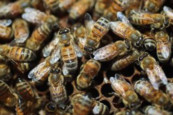 'Zombie' bees surface in the Northeast