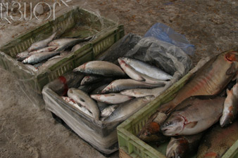 Zhoghovurd: 30% of fish farms stop operating 