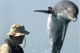 Ukraine folds combat dolphin training program