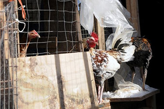 New York police 'seize 3,000 birds' in cockfighting raids