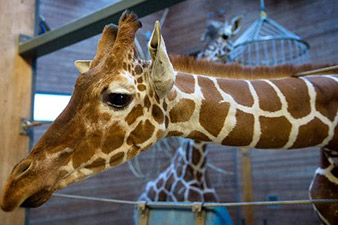 Death threats after zoo kills giraffe