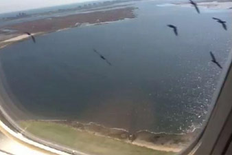 Bird strike leads plane to make emergency landing