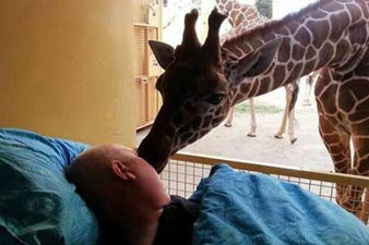 Giraffe 'kisses' goodbye dying zoo worker in touching photograph