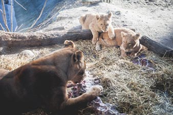 Copenhagen Zoo kills 4 lions, weeks after shooting giraffe