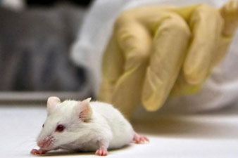 New blood 'recharges old brain', mouse study suggests