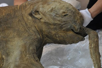 Baby mammoth goes on display in UK