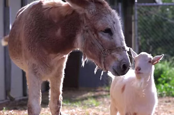 Yes, animals get depressed too