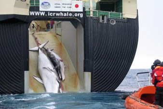 Japan to press for resumption of annual whale hunt